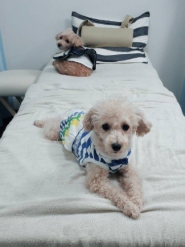 愛犬と一緒の入店もOK「できれば事前に予約してね」(提供写真)