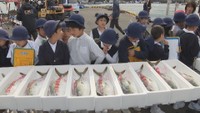 ハマチ養殖発祥の地・東かがわ市引田で「ひけた鰤」の出荷始まる 香川