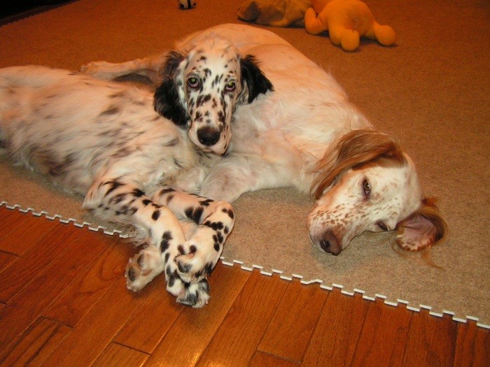 4歳8カ月 妹分サラ・ブルー(左)と(長谷川さん提供)