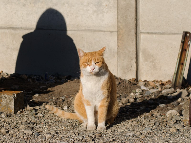 「あ、写真のおじさんだ」(小林写函撮影)