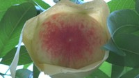 岡山県で最も早く収穫される桃「はなよめ」の出荷が始まる 控えめな甘さと程良い酸味
