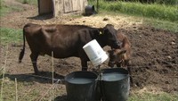 「豊かな島」の魅力広がる…香川・豊島の夏をスケッチ