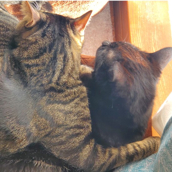 「僕、彼氏だから」イヌオの肩に回した腕の筋肉に注目