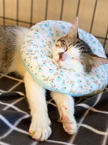 布製のエリザベスカラーをつけてスヤスヤ眠るエース