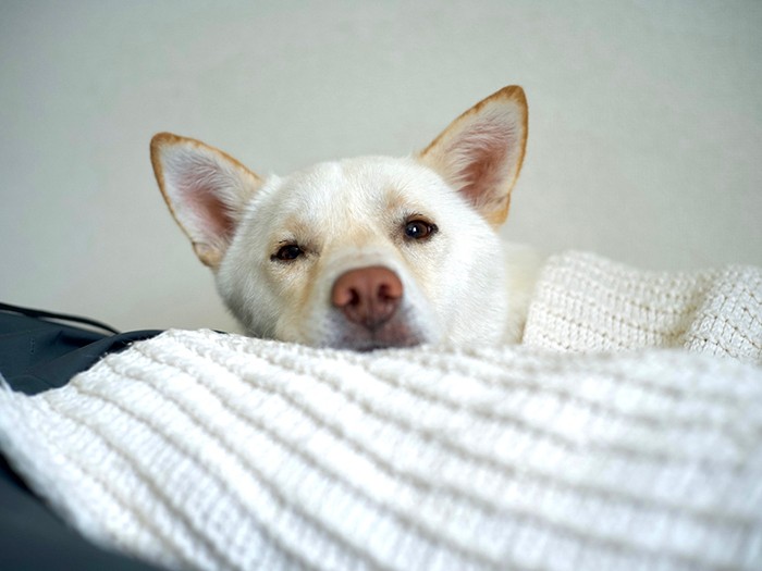 成長するにつれて、日中は家でまったり過ごすようにった