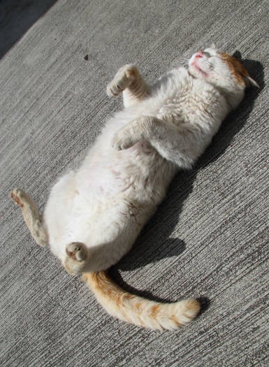 ヘソ天で寝ている猫って横になっている、というより、“落ちてる”という表現がしっくりくる気がするのは、私だけ?