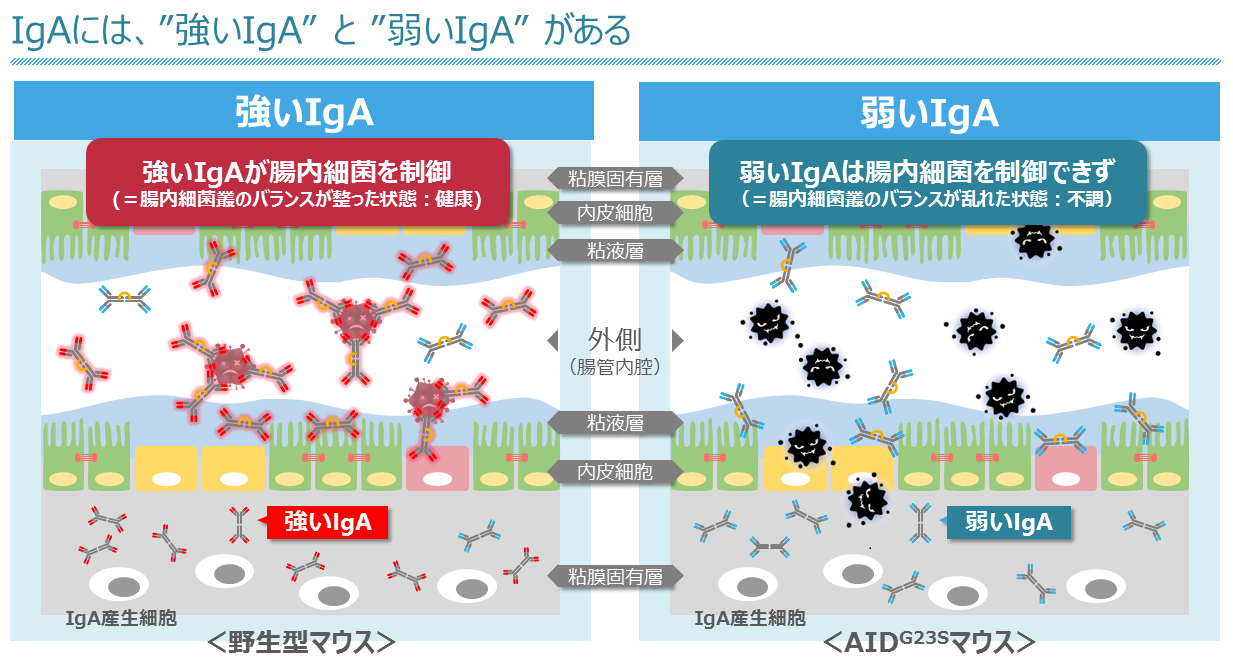 強いIgA・弱いIgA