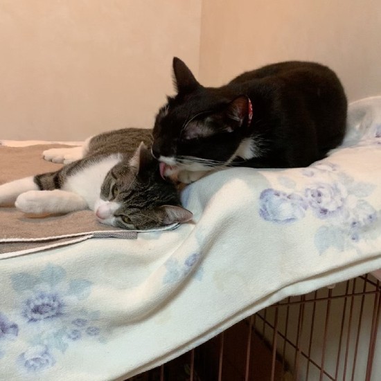 おはなちゃんをグルーミングして可愛がる