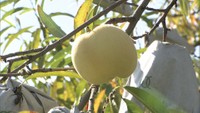 露地桃「冬桃がたり」の出荷始まる 今年は小ぶりなものの強い甘みが特徴 岡山