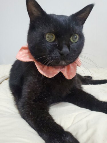 赤ちゃん返りしたみたいに“あどけない”顔のイヌオちゃん。お誕生日おめでとう!