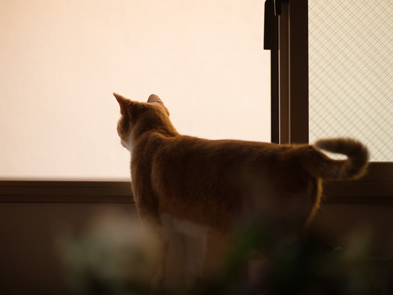 「今日もいい一日だった」(小林写函撮影)