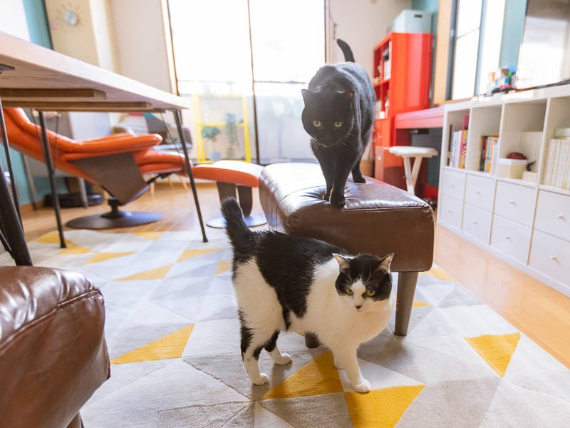 顔も体型もよく似ている2匹