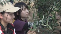 日本一のオリーブ産地・小豆島で収穫作業始まる 多雨の影響で2022年より5日早く 香川