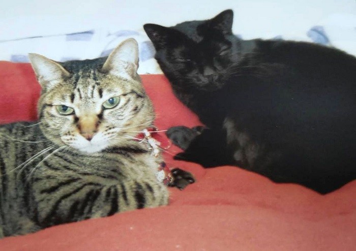 1歳違いのユッケ(左)とは本当に仲良く、ごはんの時に「ユッケ呼んできて」と家族がいうと、(別の部屋にいたユッケを)いつも連れてきてくれたそう(恵子さん提供)