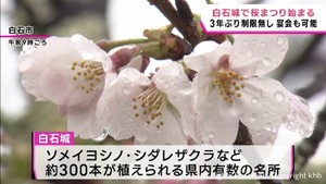 雨の中だけど…白石城桜まつりにぎわう 天守閣から桜のじゅうたん10日ほどで見ごろ