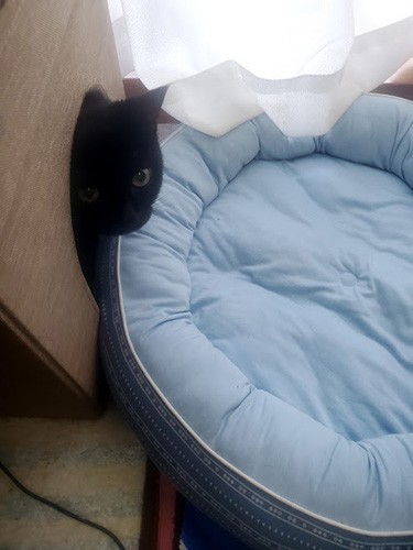 具合が悪いと隠れがち