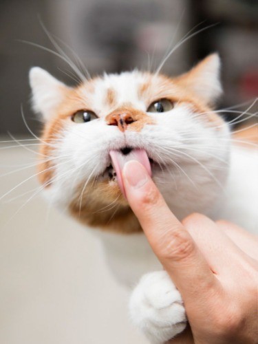 表情豊かでぽってりとした姿が愛らしい