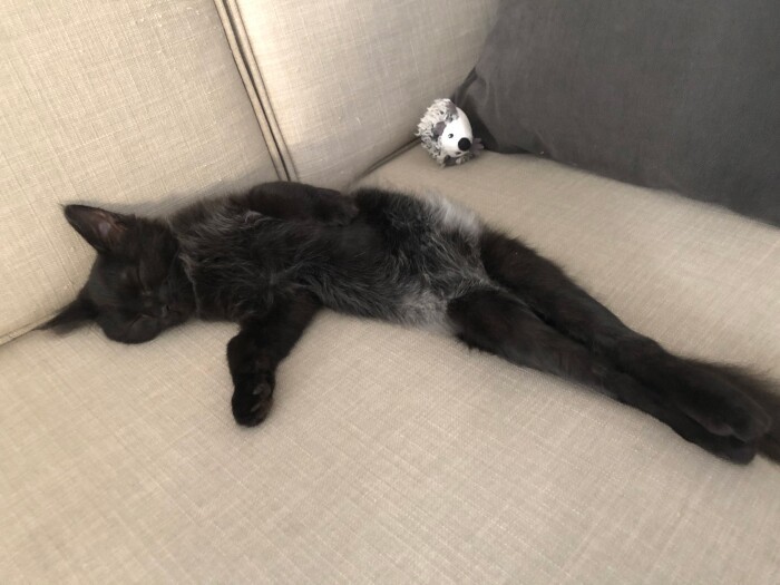 おなか周りに生えた白っぽい毛の部分がパンツみたい。“おパンツダイナ”のあまりのキュートさに天久さんも悶絶(もんぜつ)したとか(亜実さん提供)