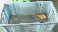 春告げるタケノコに異変…「初出荷の日」に出荷なし 組合長「本当に初めての経験」 岡山・倉敷市真備地区
