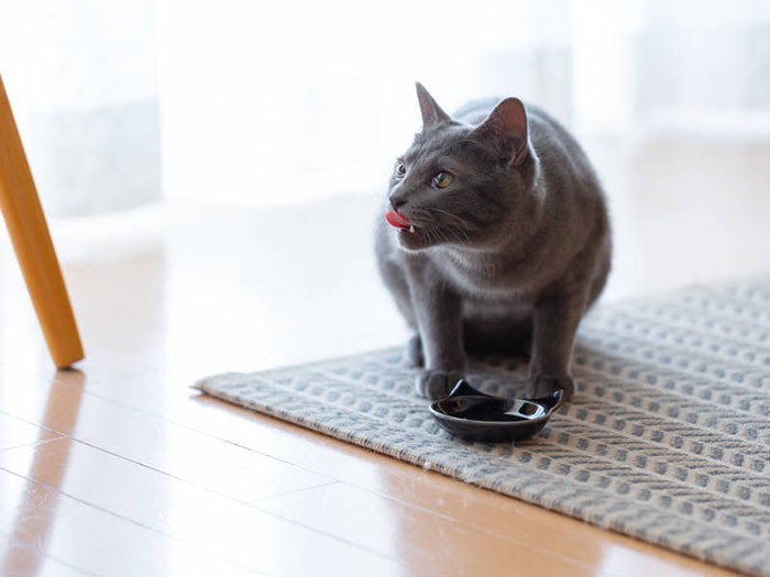 みんなで食べると美味しいにゃー