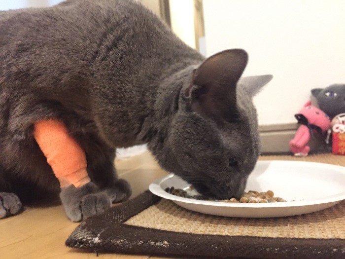 AIMを投与され、治療を受けた「楽(らく)」ちゃん(岩崎裕治さん提供)