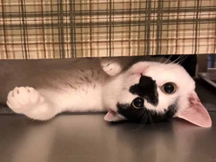 こっちだよー。かくれんぼするココ