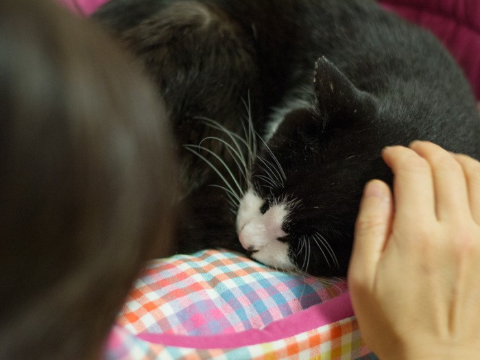 「昼寝をしているときに触らないで」(小林写函撮影)