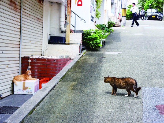 oneの店先でくつろぐ猫たち