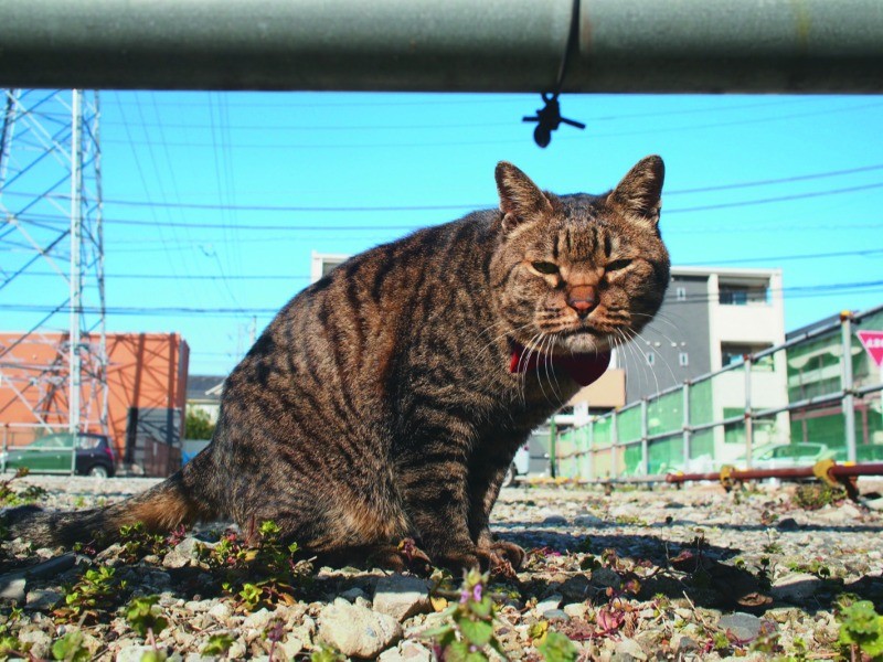 駐車場も俺の縄張り