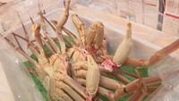 松葉ガニを生きたまま即日輸送 JR西日本で新サービス