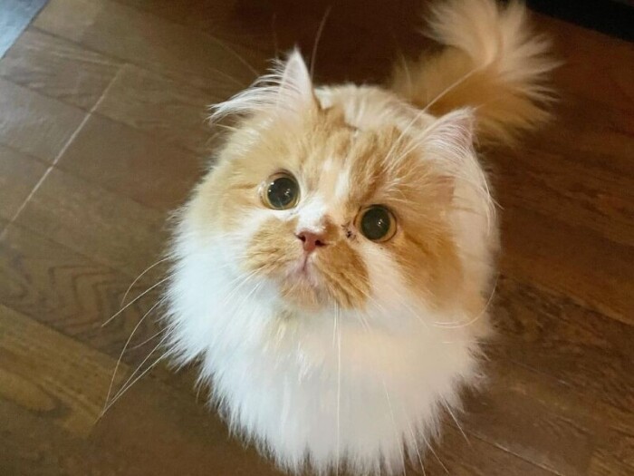 小鉄