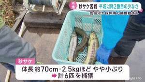 サケの不漁続く 初日の6匹は平成以降2番目に少ない 宮城・気仙沼市