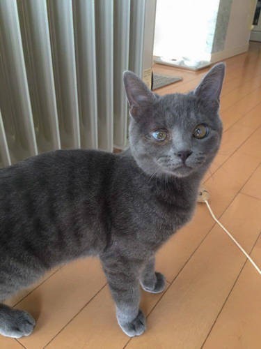 あと少し、きっと美猫に育つよ(飼い主さん提供)