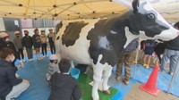 小学校で牛と牛乳の出前授業 子牛との触れ合いや搾乳体験も 岡山・倉敷市