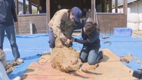 畜産など学ぶ高校生が羊の毛刈りを体験 羊はスッキリ涼し気な姿に 岡山市