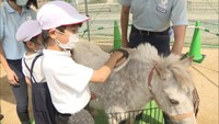 ポニーが小学校にやってきた 岡山市の乗馬クラブが企画、児童約100人が楽しい時間を過ごす