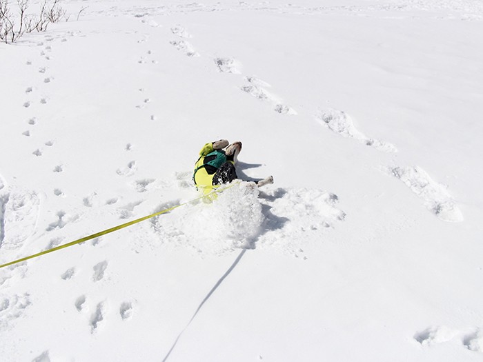 雪や落ち葉、芝生では必ずゴロンゴロン