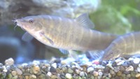 天然記念物の淡水魚「アユモドキ」 ビール工場の湿地で繁殖させる実験 岡山市