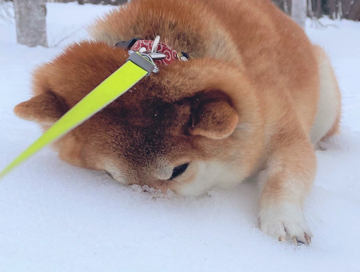 これぞ究極の帰宅拒否!! 雪で遊びたがる柴犬「鼻を杭のように使うとは…」