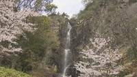 大迫力!ダイナミックな滝と可憐な桜がコラボ ちょっと“穴場”の桜スポット 香川・三豊市