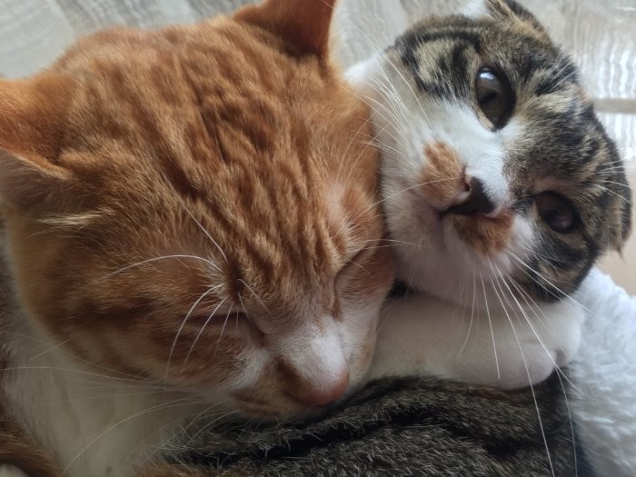 「好きだよ、ぎゅ」「ちょっ、強いわよ」