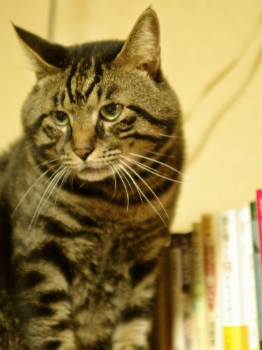 担当編集者が宮崎先生を見つけるきっかけとなった猫「ジャイロ」君。腎臓病で19歳で亡くなった(時事通信出版局提供)