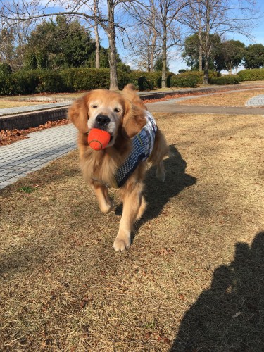 元気いっぱいに駆け回る