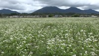 蒜山高原で特産のソバの花が見頃 畑一面を真っ白に染める 岡山・真庭市