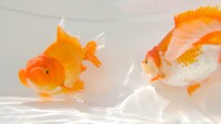 5万1000円で落札の金魚も 東かがわ市で「日本オランダ獅子頭」の全国品評大会