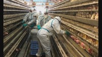 【解説】去年相次いだ鳥インフルエンザ 業者「鶏肉の供給回復はまだ」警戒強める