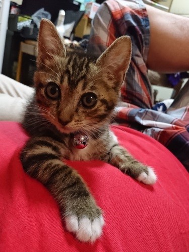 通院を続けて風邪が良くなり目がぱっちり。奇跡的にすくすくと育っていきます。「パパのふかふかおなかでまったり」(慎也さん提供)