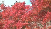 日本三大渓谷美 小豆島の寒霞渓で紅葉が見頃 12月上旬まで 香川