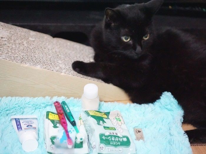歯磨きジェルやシートやサプリ、いろいろ持っていたけれど