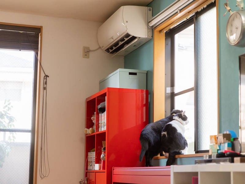 ニャンニャン警察発動中